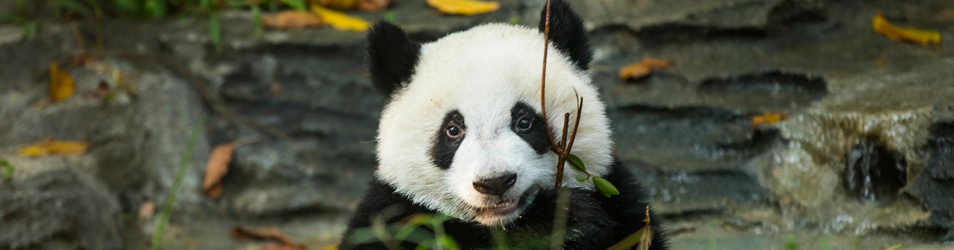 Panda in Chengdu
