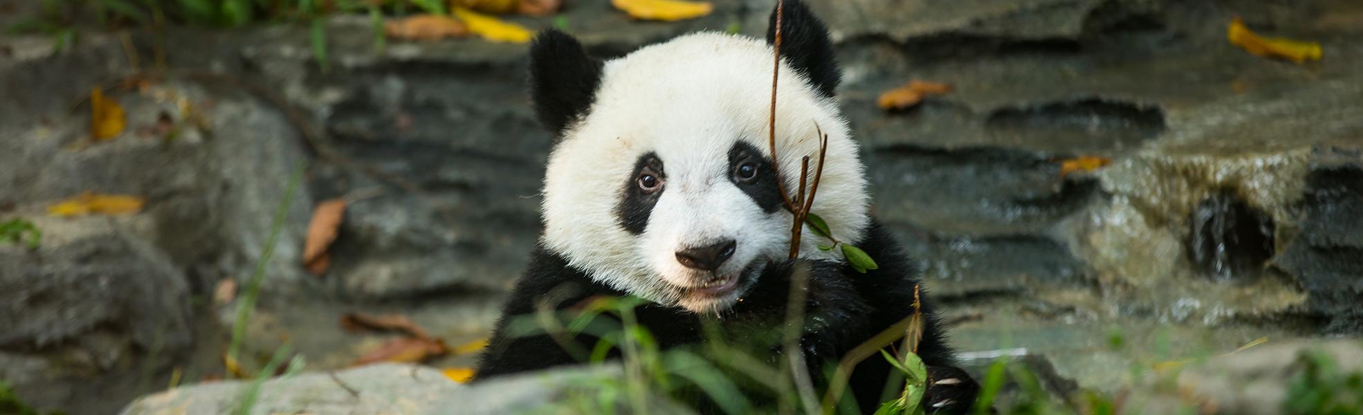 Panda in Chengdu