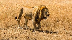 Maasai Mara National Park