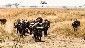 Sabi Sands Game Reserve
