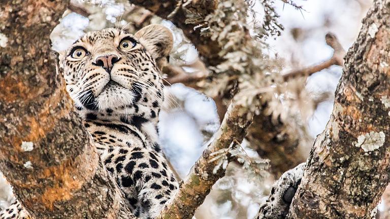 Maasai Mara