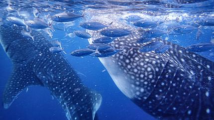 Whale and Dolphin Watching, Bohol