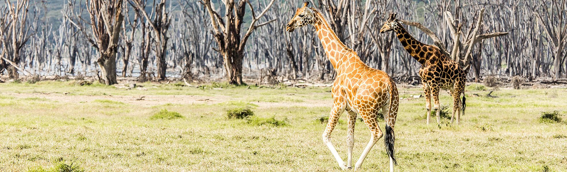 Maasai Mara National Park