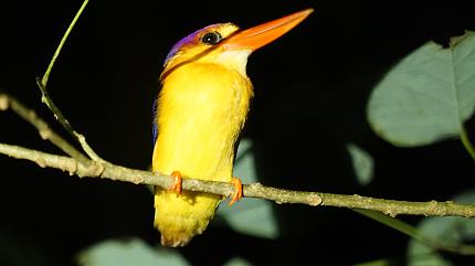 Bird, Borneo