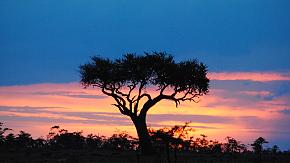 Maasai Mara