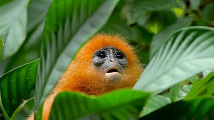 Red Leaf Monkey, Danum Valley