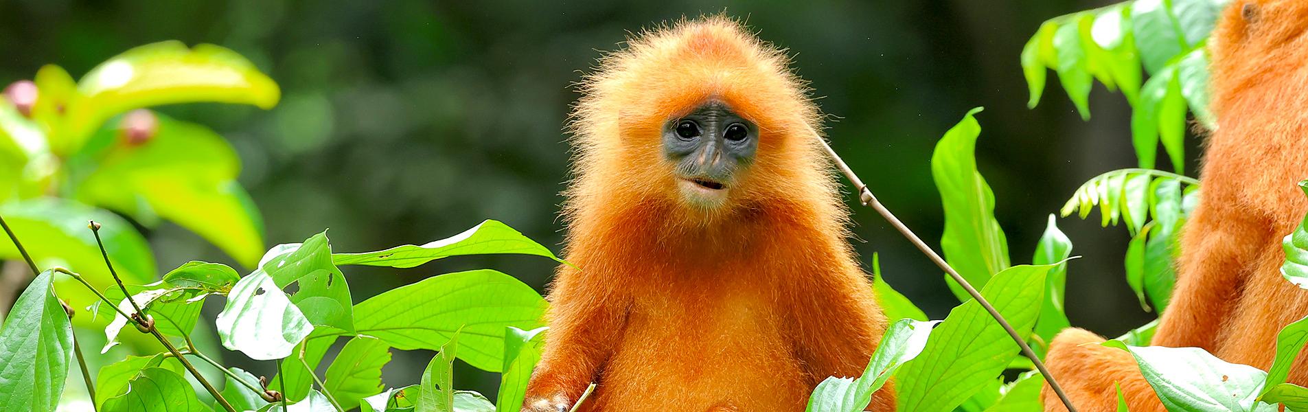 Borneo