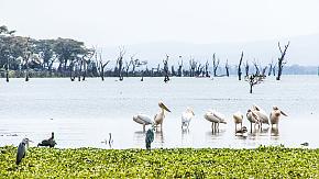Lake Naivasha