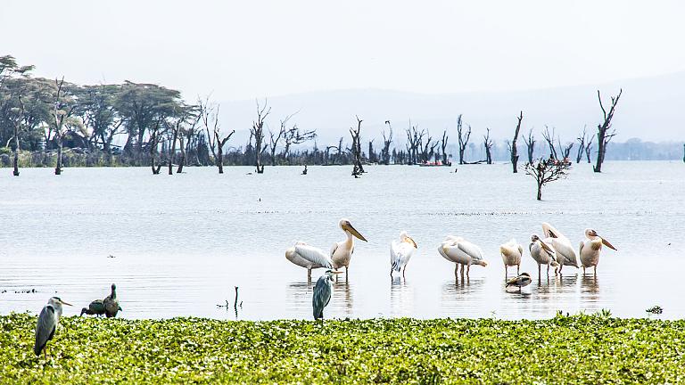 Lake Naivasha