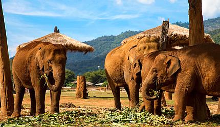 Elephant Jungle Sanctuary, Chiang Mai