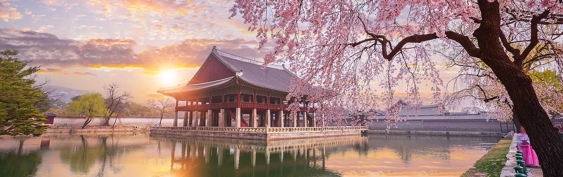 Seoul Cherry Blossom