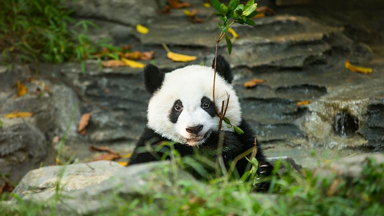 Panda in Chengdu