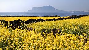 Jeju Island