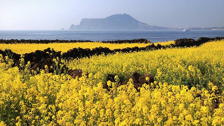 Jeju Island