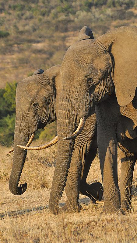 Luxury Vacation in Wilderness Kenya