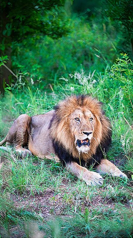 Sabi Sands Game Reserve