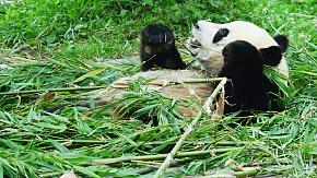 Chengdu Giant Panda