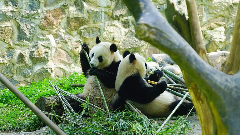 Pandas