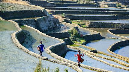 Yuanyang Terraced Fields