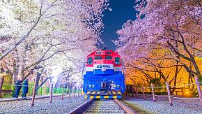 Jinhae Cherry Blossom