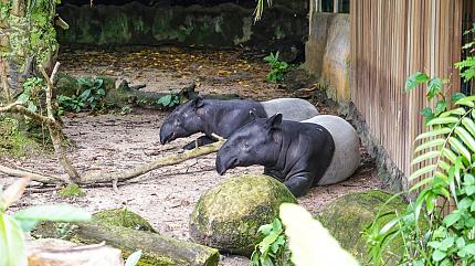 Singapore Zoo