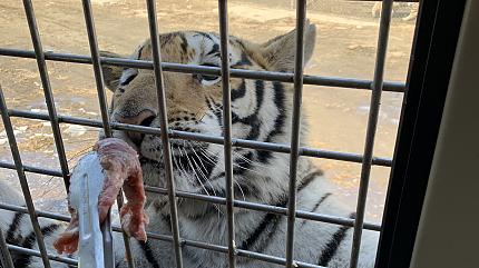 Siberian Tiger Park, Harbin