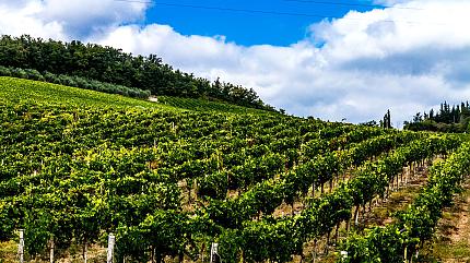 Vineyard, Florence