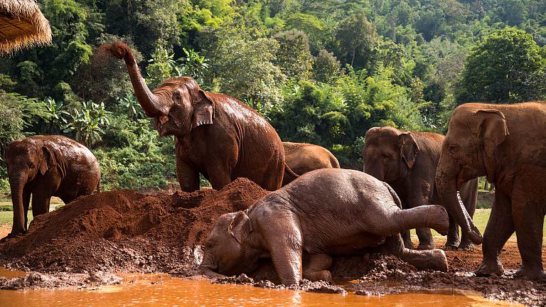 Elephant Sanctuary
