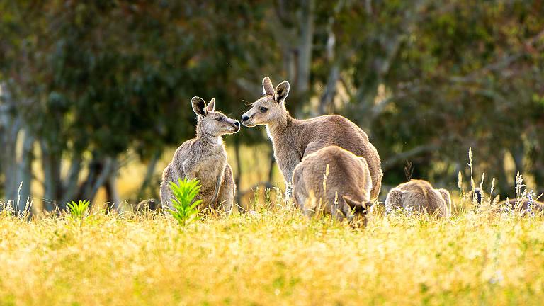 Kangaroo Island