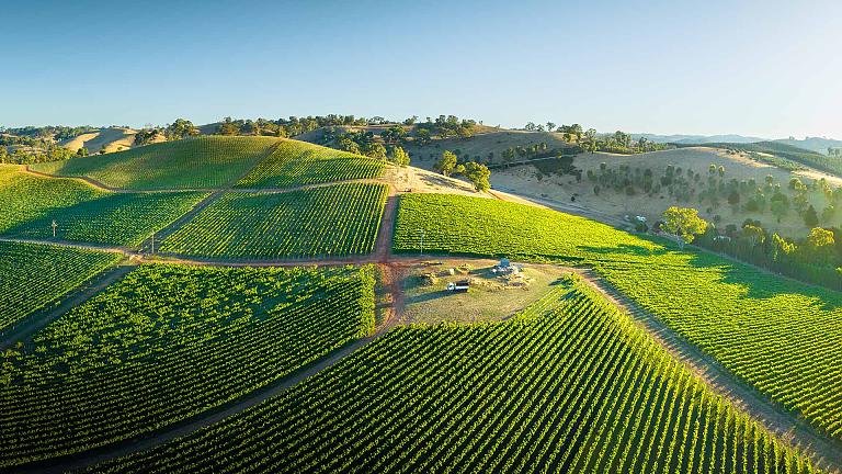 Tasmania Vineyard