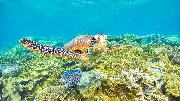 Great Barrier Reef