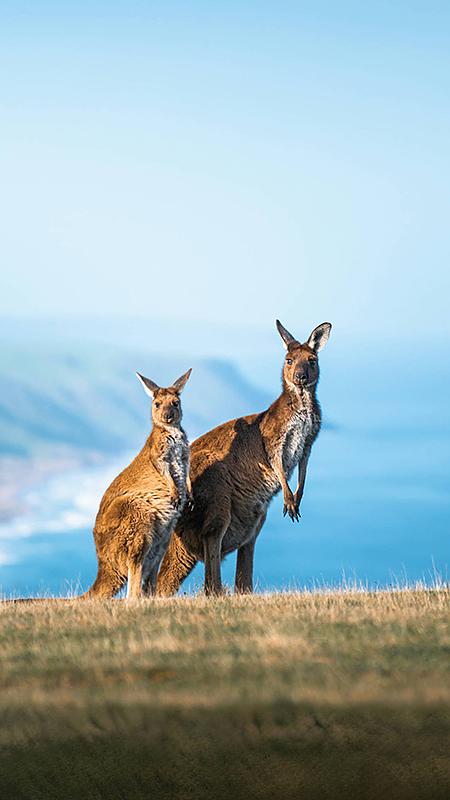 Australia Luxury Vacation