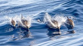 Dolphin Watching in the Philippines