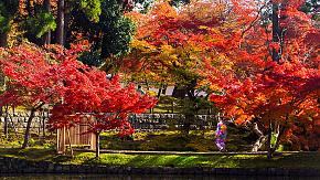 Colores de otoño de Japón