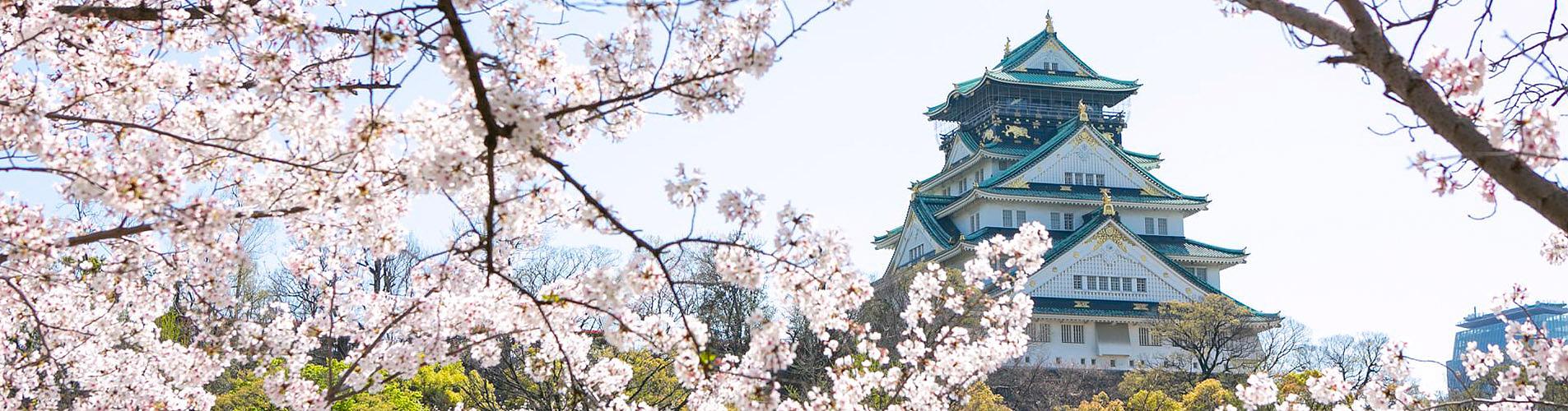Golden Route of Japan With Sakura
