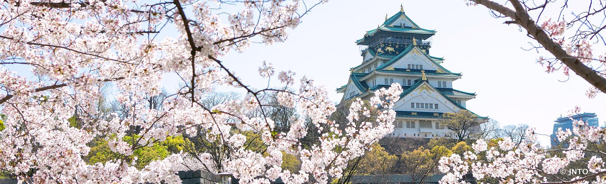 Golden Route of Japan With Sakura