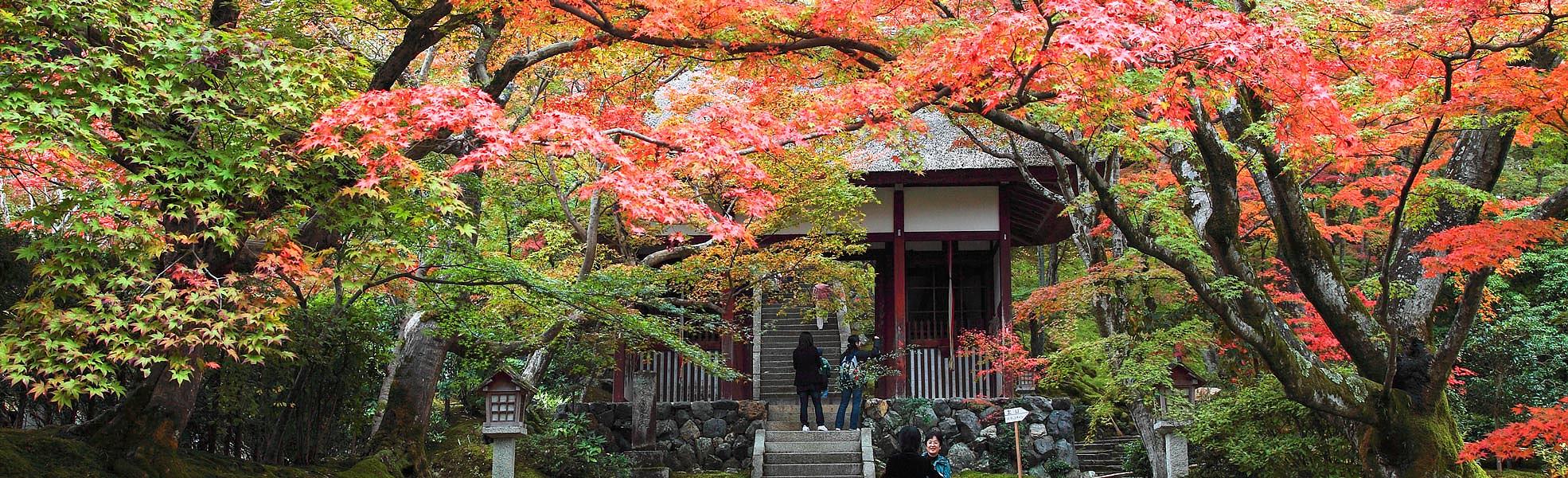 Colores de otoño de Japón