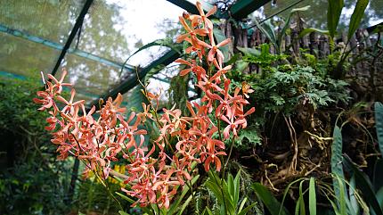 National Orchid Garden, Singapore