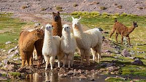 Peru Family Vacation