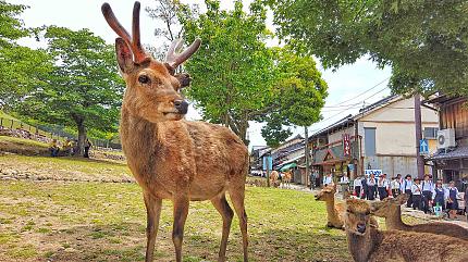 Nara Park, Kyoto