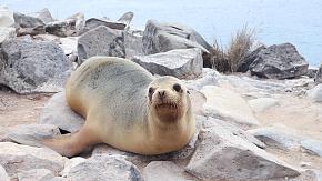 Galapagos Islands