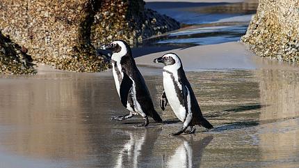 African Penguins on the Boulders Beach