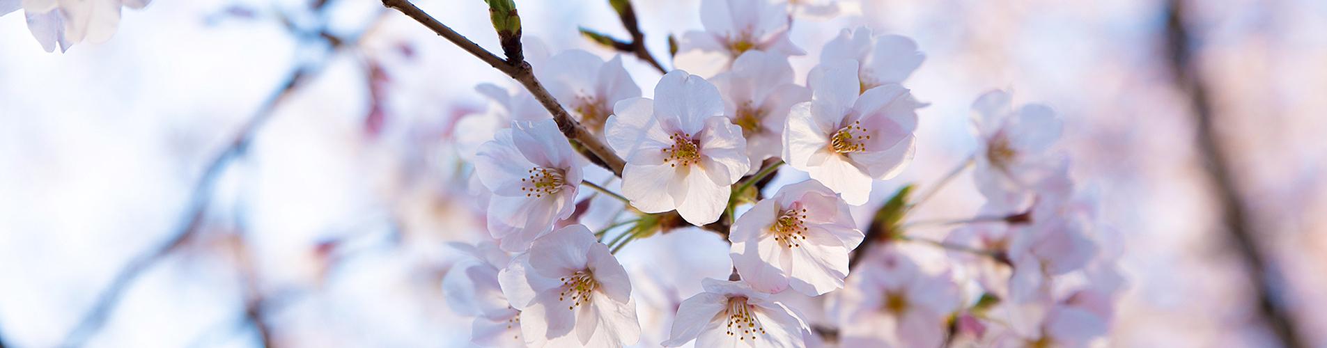 Cherry Blossom