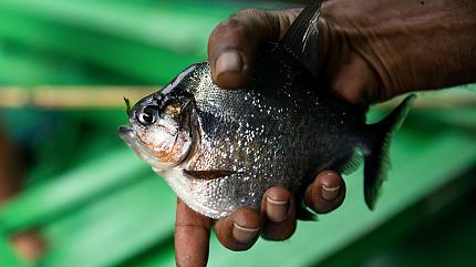 Wildlife in the Amazon Rainforest