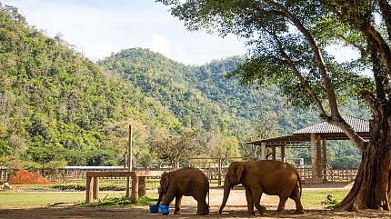 Baan Chang Elephant Park, Chiang Mai