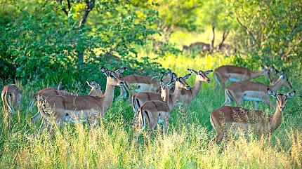 Kruger National Park Wildlife Safari