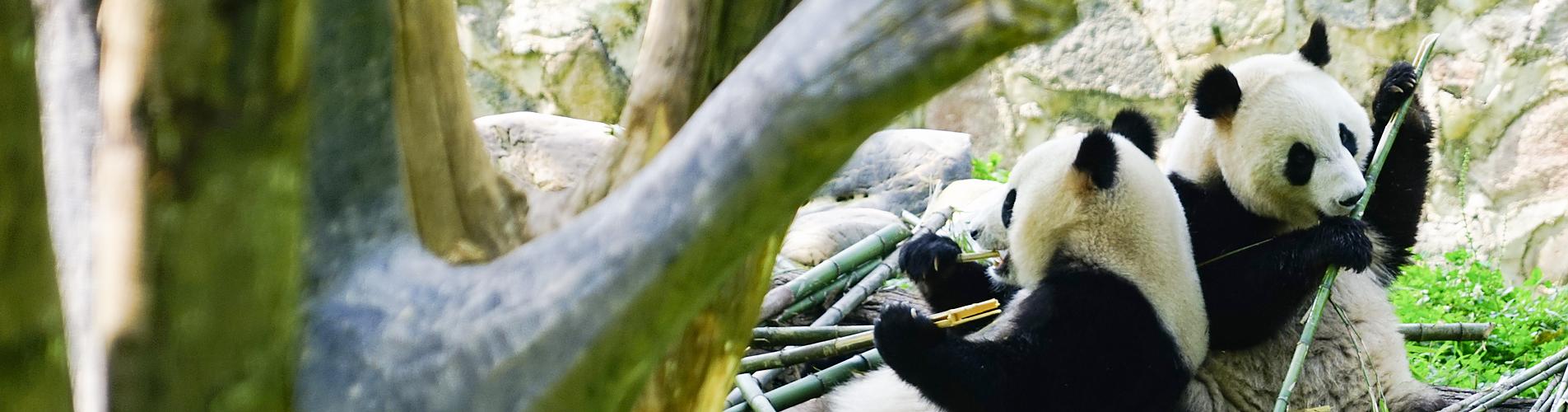 Pandas