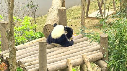 Chengdu Research Base of Giant Panda Breeding