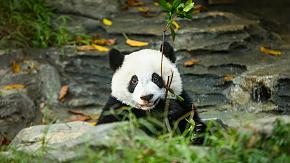 Pandas