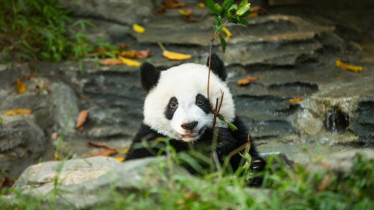 Pandas